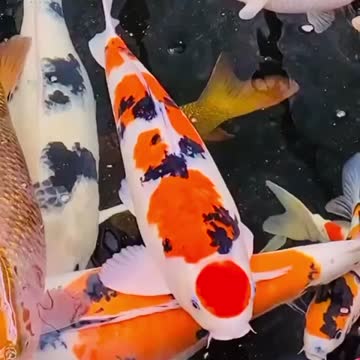 Stunning Koi Pond 🎏🐟🐠❤️ Tancho Sanke & Chagoi 🔥🔥🔥