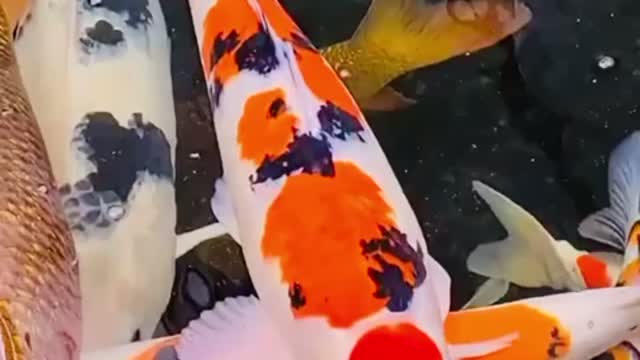 Stunning Koi Pond 🎏🐟🐠❤️ Tancho Sanke & Chagoi 🔥🔥🔥