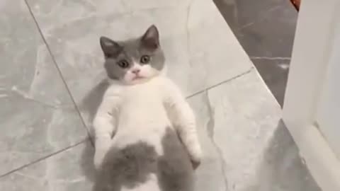 Super lazy cat | Cute Cats | Cutest Cats Compilation 2021 074