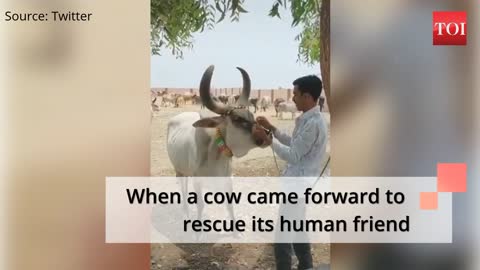 When a cow came forward to rescue its human friend