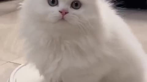 Funny cat animals video part 4 🤣🤣🤣
