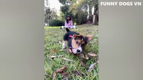 Cute and Funny Dog