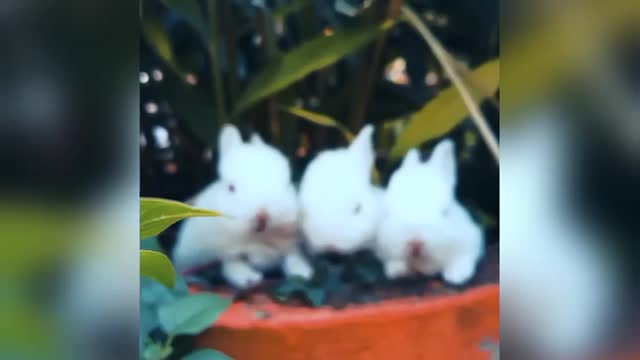 Rabbits relaxing with A pot