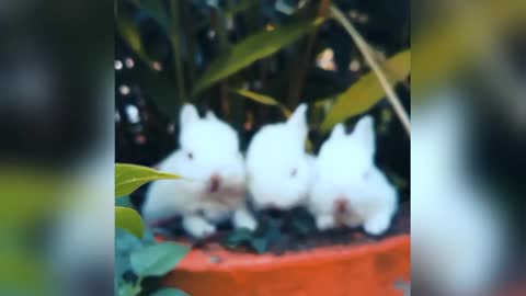 Rabbits relaxing with A pot