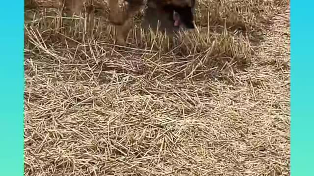 funny dog, dog compilation, Shorts, dog videos