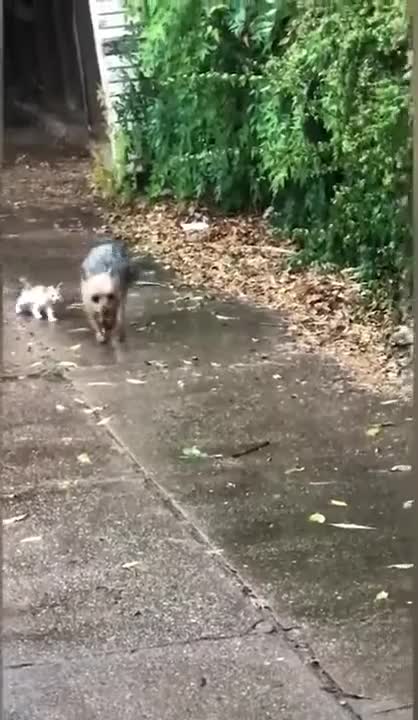 Dogs-Awesome Funny Pet Animals sheltered a kitten