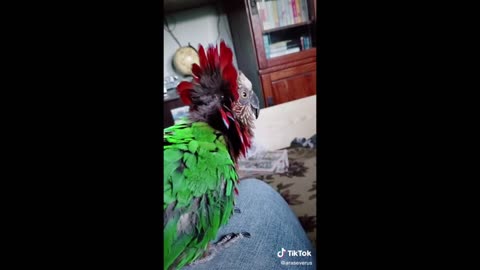 Compilation videos of cute and funny parrots ~ Compilation of birds from TikTok