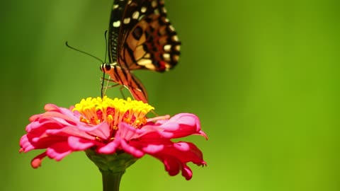 A butterfly stands on a beautiful rose