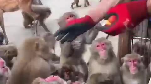 Funny video with monkey