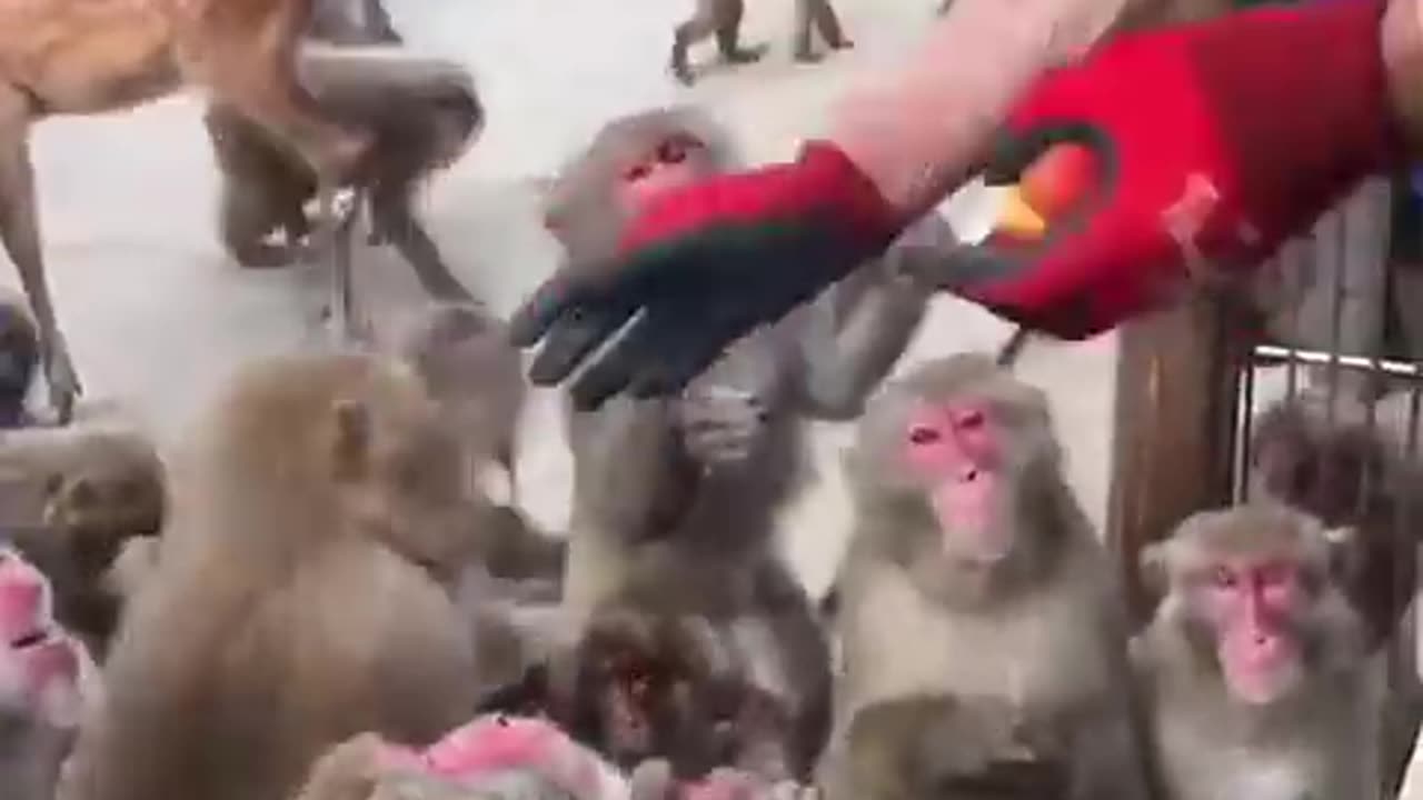 Funny video with monkey