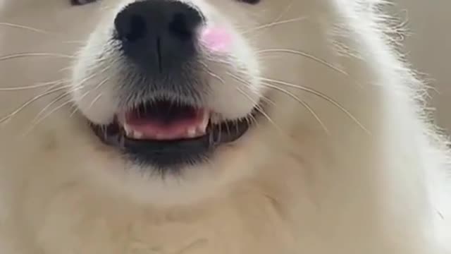 Cats And Dogs Funny #8