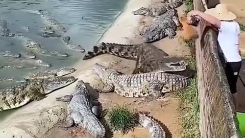 Amazing crocodiles action