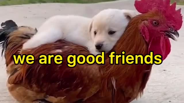 Best friends dog&chicken lovers