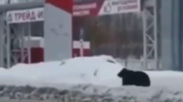 Bear in Russia