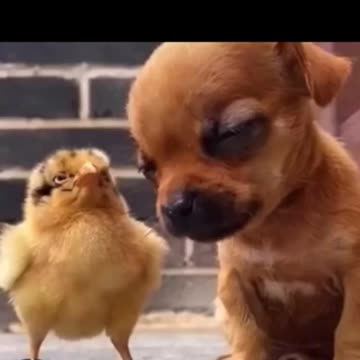 Baby dog sleeping on baby chicks