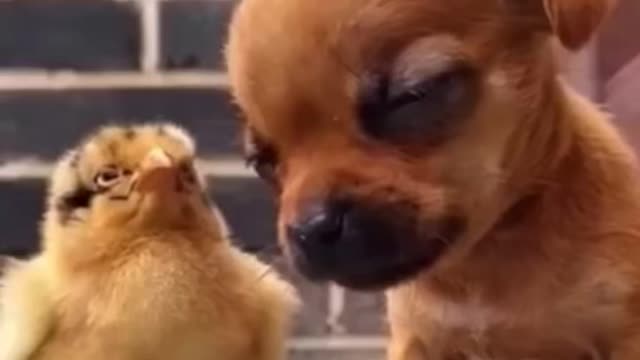 Baby dog sleeping on baby chicks