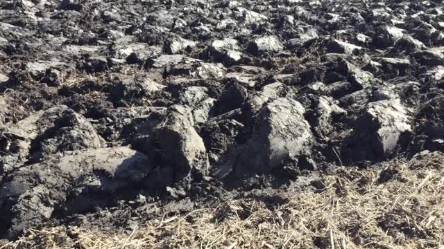 plow day 2020 pt 2