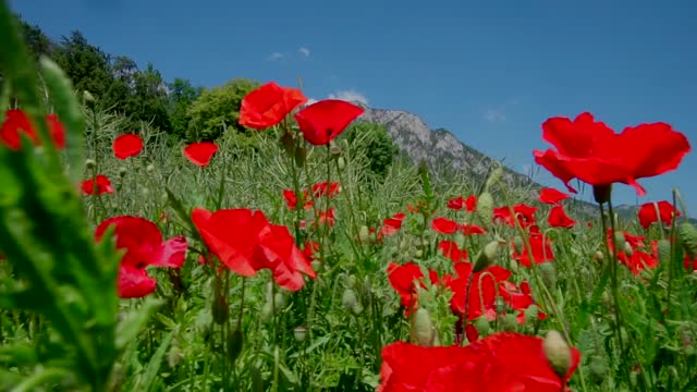 Red Cool Flower