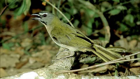 Birds of Brazil - 4. Saltator similis