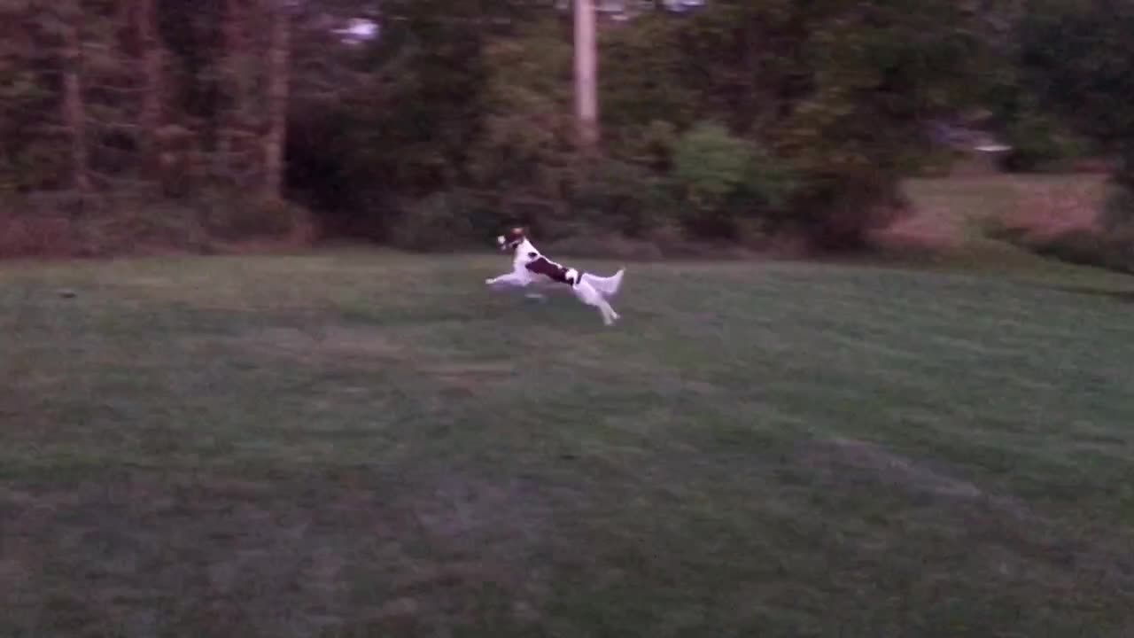 Dog skipping around lawn