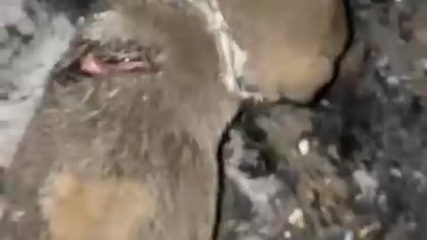 aby dog 😭😢 _ Dog Videos _ Dog _ Rip dog _ #shorts #puppy #dogs