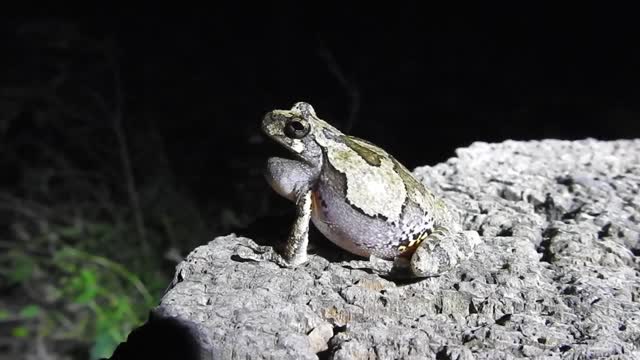 Up Close and Personal Frog Croaking