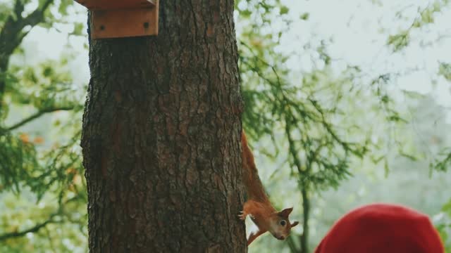 A squirrel responds to a child's request