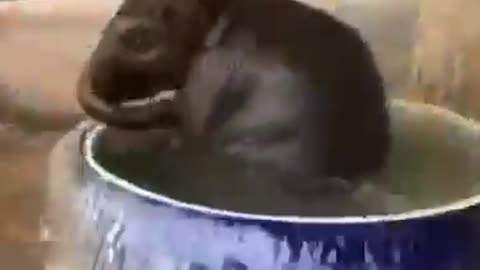 fantastic dog