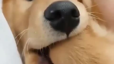 Funny dogs