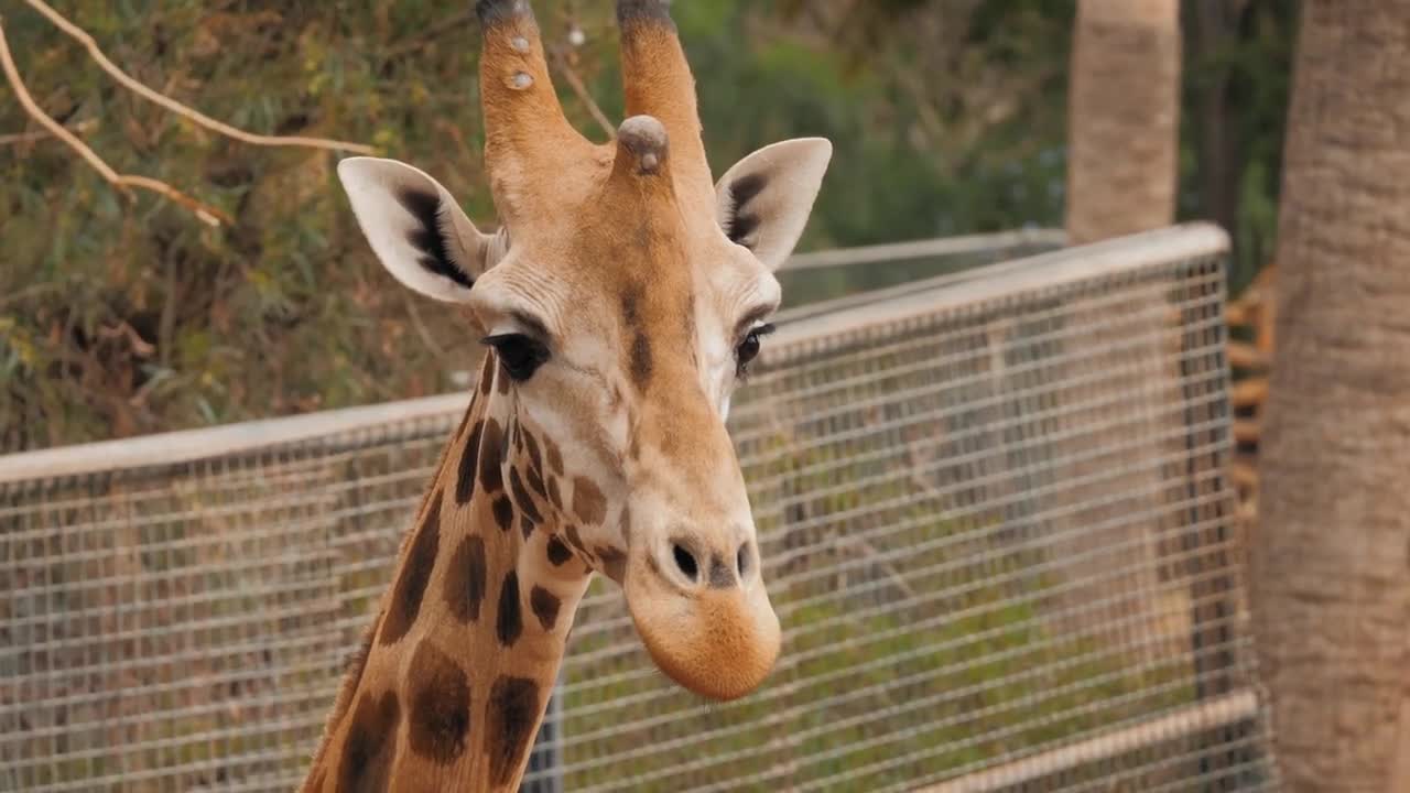 Giraffe is eating leaves over blue sky with white clouds