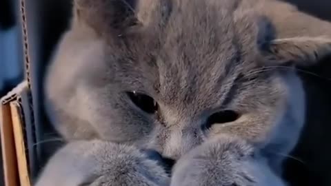 Cute cat