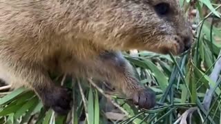 Cuddling Quokka