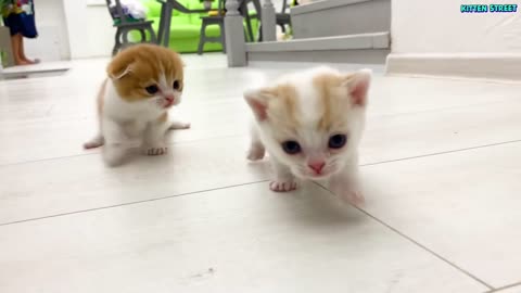 Kitten Willie teaches his sister to run