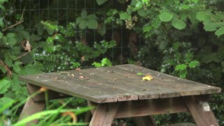 Hilarious Male Black Cat Jumps Off Table