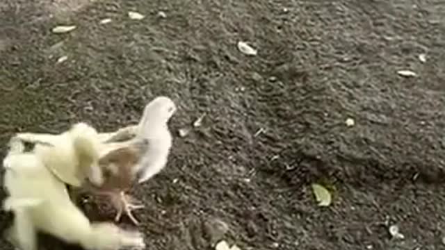 Chicken VS Duck is so cute