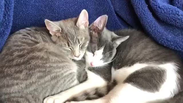 Sleeping cats