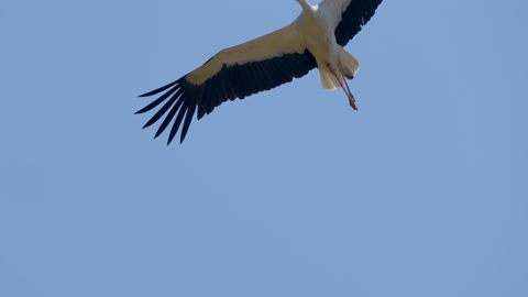 stork-bird-flight-plumage-beak