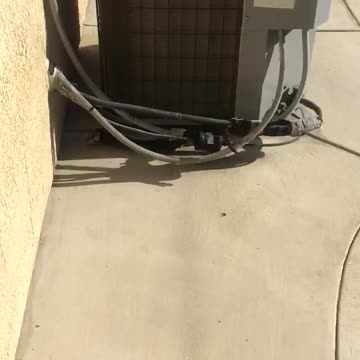 This pitbull is a chicken