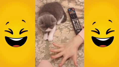 Cute Cat Videos | Funny Cats | Cute Animals | Funny Cats