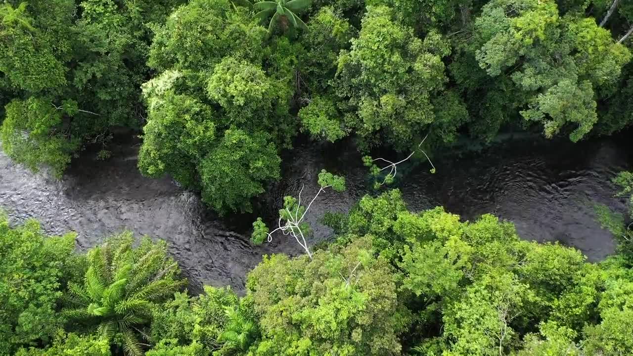 Natural Beautiful forest with river video