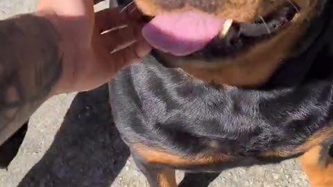 Angry rottweiler