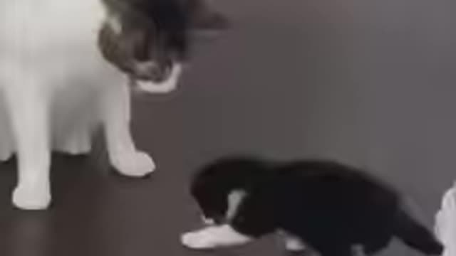 Funny cat