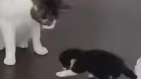 Funny cat