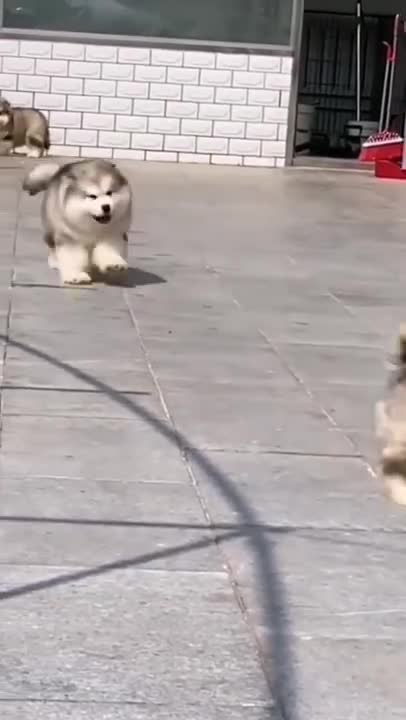 Siberian puppy funny moment 🤣😍😭❤️😀#viral #shorts