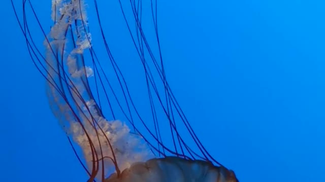 Relaxing Jellyfish