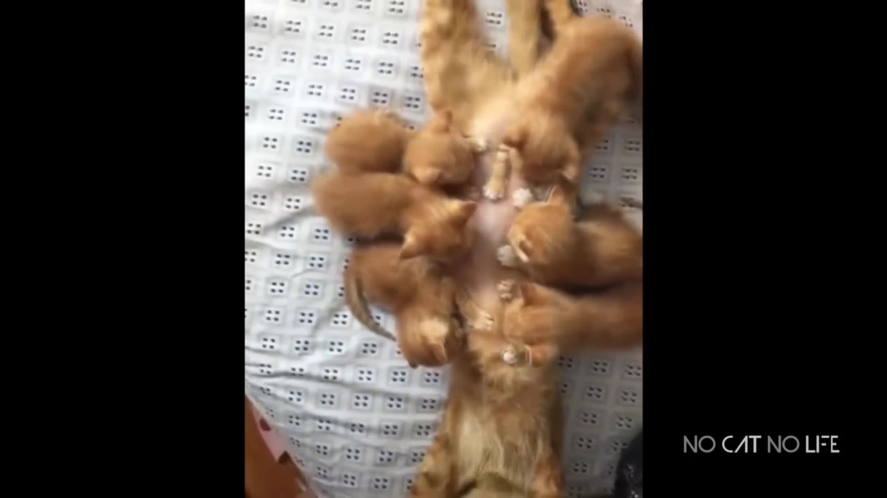 Super Cute Cats Compilation