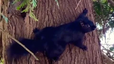 Beautiful Black Squirrel 🐿️🐿️ On Tree 🎄🌴 Clips Scenes.