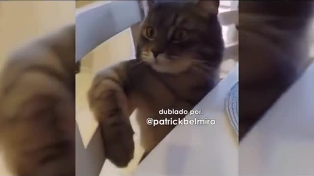 animais engraçados