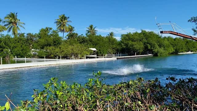 Beautiful dance dolphins and water animals peacefully sea neatrul