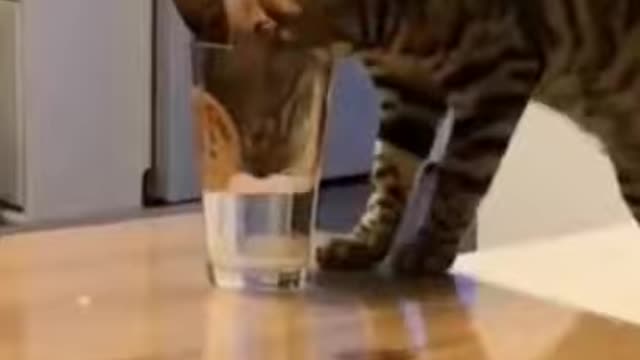 Cute Is Not Enough - The best funny cat videos
